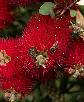 Cambridge Biology for NSW Stage 6